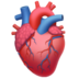 Anatomical Heart Emoji Copy Paste ― 🫀 - apple