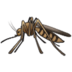 Mosquito Emoji Copy Paste ― 🦟 - samsung