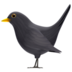 Black Bird Emoji Copy Paste ― 🐦‍⬛ - apple